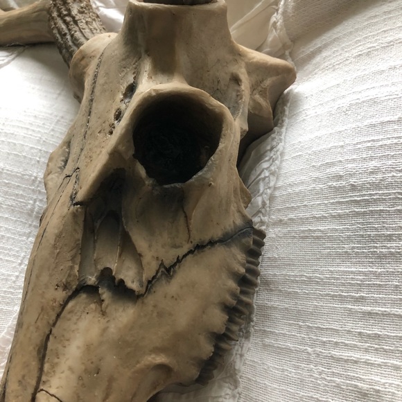 Antler Wall Decor - Picture 5 of 6